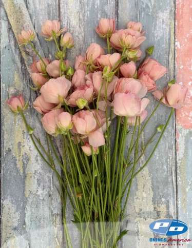 Moderna® Ranunculus - Natura Moderna 1861 (new)