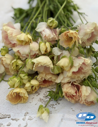 Moderna® Ranunculus - Natura Moderna 1867 (new)