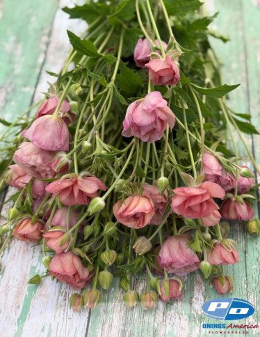 Moderna® Ranunculus - Natura Moderna 1879 (new)