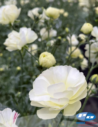 Moderna® Ranunculus - Natura Moderna Murano (812 MDN)