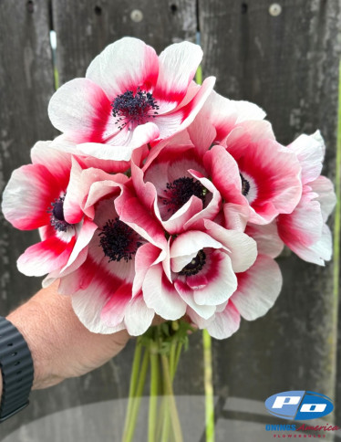 Mistral™ Anemone - Mistral Bi Colore