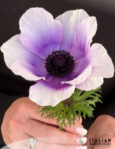 Mistral™ Anemone - Mistral Azzurro