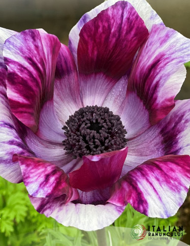 Mistral Anemone - Mistral Tigre Vinato
