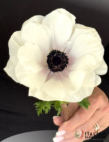 Mistral™ Anemone - Mistral Bianco Centro Nero 'Bianco'