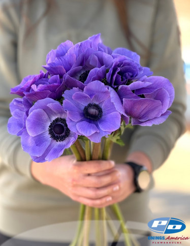 Mistral™ Anemone - Mistral Blu