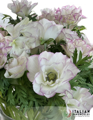 Mistral™ Anemone - Mistral Edge Bianco