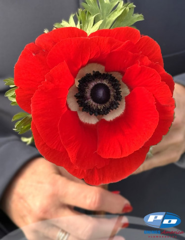 Mistral™ Anemone - Mistral Fuego