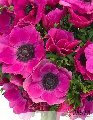 Mistral™ Anemone - Mistral Fucsia