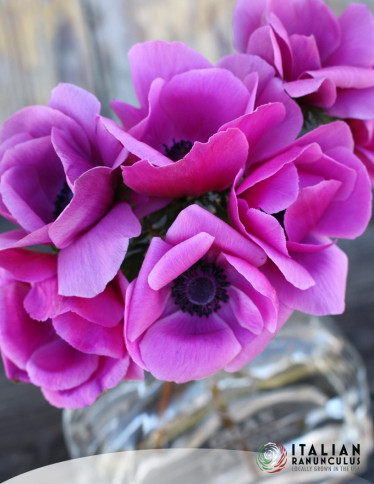 Mistral™ Anemone - Mistral Magenta