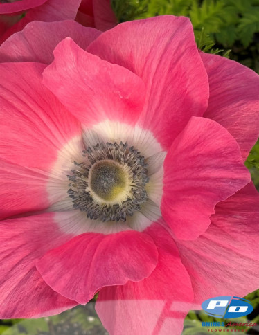 Mistral™ Anemone - Mistral Rosa Antico