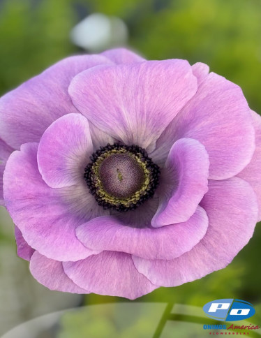 Mistral™ Anemone - Mistral Milka