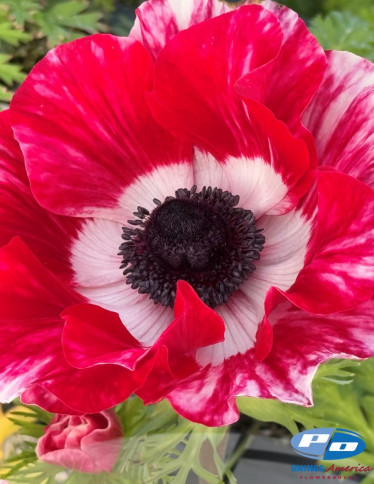 Mistral™ Anemone - Mistral Tigre