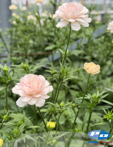 Moderna® Ranunculus - Natura Moderna  Nuvola (MDN1806)