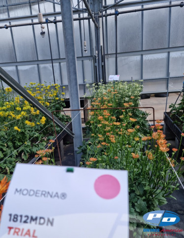 Moderna® Ranunculus - Natura Moderna 1812 (new)