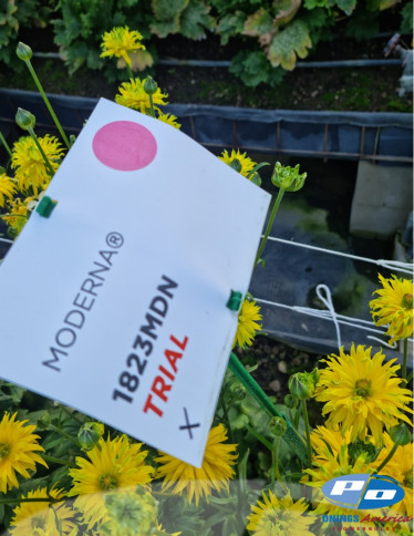 Moderna® Ranunculus - Natura Moderna 1823 (new)