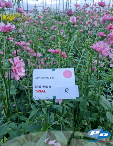 Moderna® Ranunculus - Natura Moderna 1841 (new)