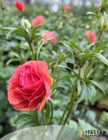 Moderna® Ranunculus - Natura Moderna 1845 (new)