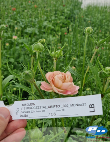 Moderna® Ranunculus - Natura Moderna 1850 (new)