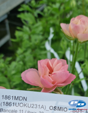 Moderna® Ranunculus - Natura Moderna 1861 (new)