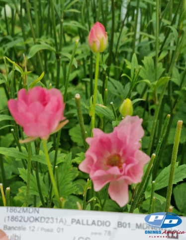 Moderna® Ranunculus - Natura Moderna 1862 (new)