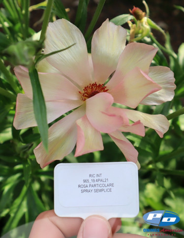 Moderna® Ranunculus - Natura Moderna 1868 (new)