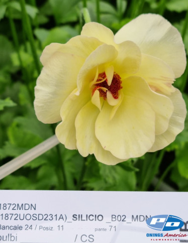 Moderna® Ranunculus - Natura Moderna 1872 (new)