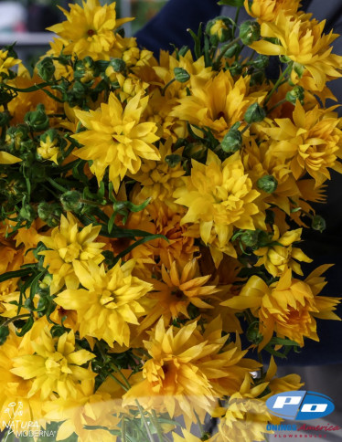 Moderna® Ranunculus - Natura Moderna Proxima (820 MDN)