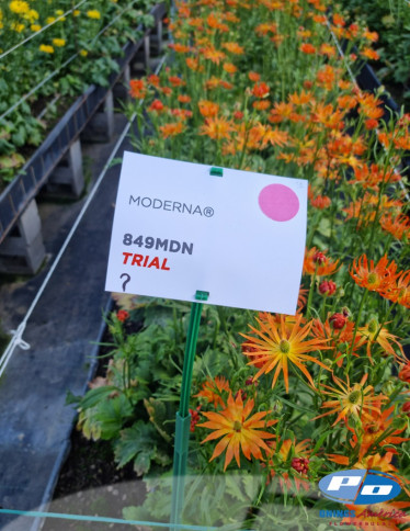 Moderna® Ranunculus - Moderna Natura 849 (new)