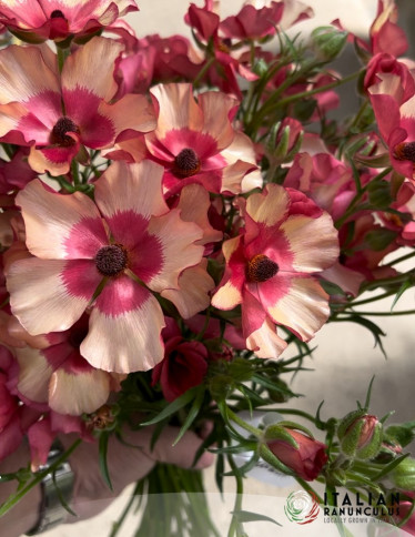 Moderna® Ranunculus - Natura Moderna Allegria (1842MDN)