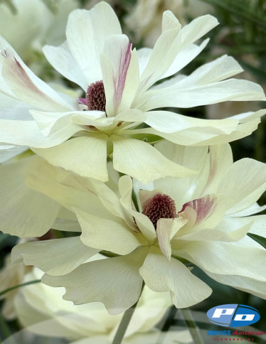 Moderna® Ranunculus - Moderna Capucchino