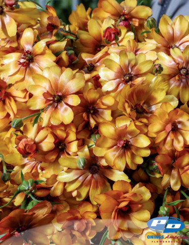 Moderna® Ranunculus - Natura Moderna Crema Caramel (MDN 1821)