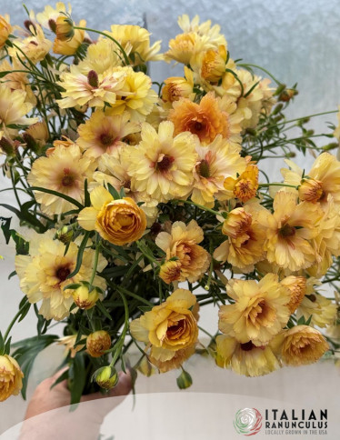 Natura Moderna® Ranunculus - Natura Moderna Dune (1626 MDN)