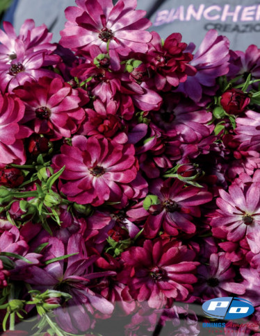 Moderna® Ranunculus - Natura Moderna Flirt (MDN 848)