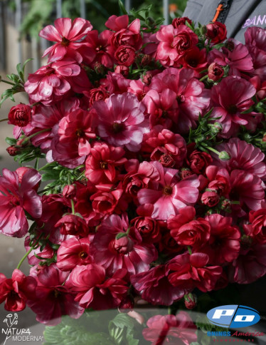 Natura Moderna® Ranunculus - Natura Moderna Minuetto (1830 MDN)