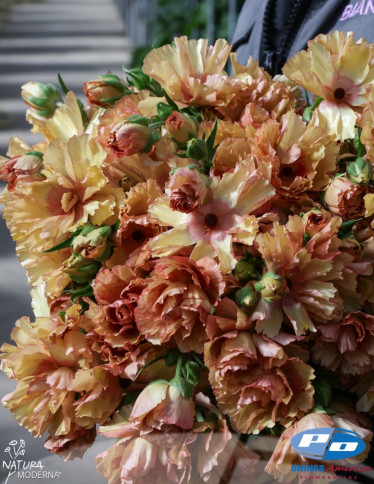 Moderna® Ranunculus - Natura Moderna Oriente (MDN 1870)