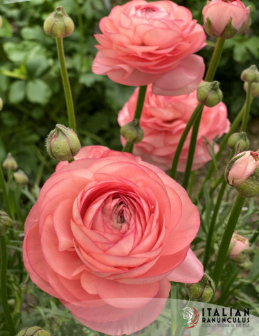 Cloni™ Ranunculus - Cloni Success 798 PC