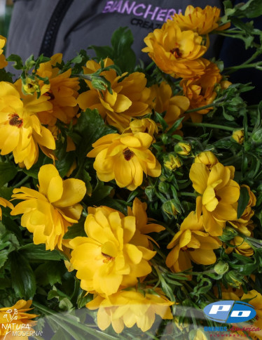 Moderna® Ranunculus - Natura Moderna Sorrento (815 MDN)