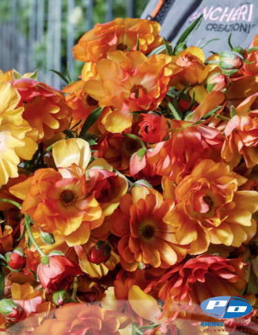 Natura Moderna® Ranunculus - Natura Moderna Vesuvio (MDN 829)