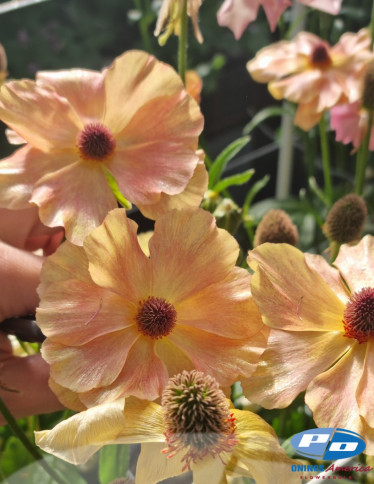 Moderna® Ranunculus - Natura Moderna 1854 (new)