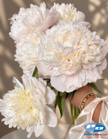 Peonies - Moon over Barrington