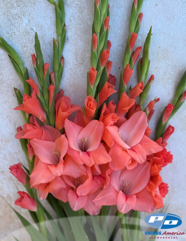 Gladiolus - New Release