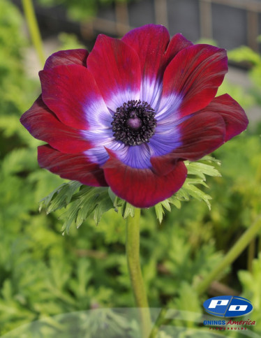Mistral™ Anemone - Mistral Bordeaux