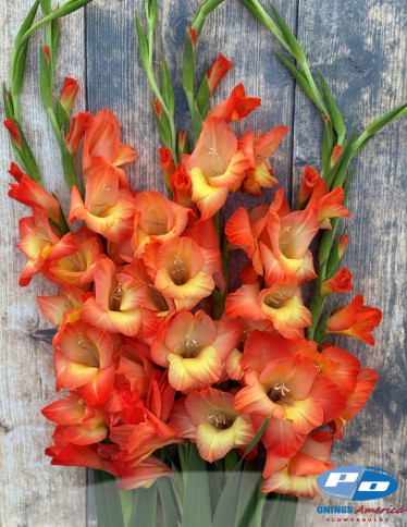 Gladiolus - Orange Sun