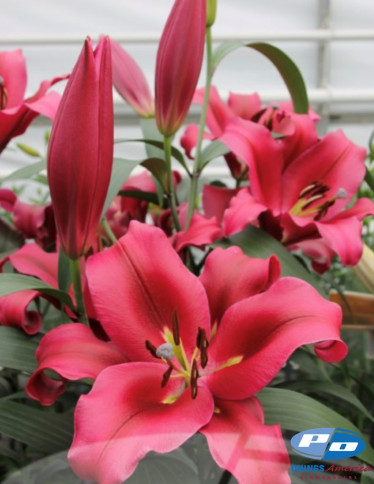 OxT Hybrid Lilies - Palazzo