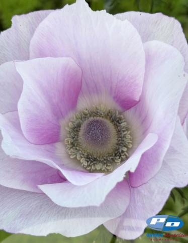 Mistral™ Anemone - Mistral Pale