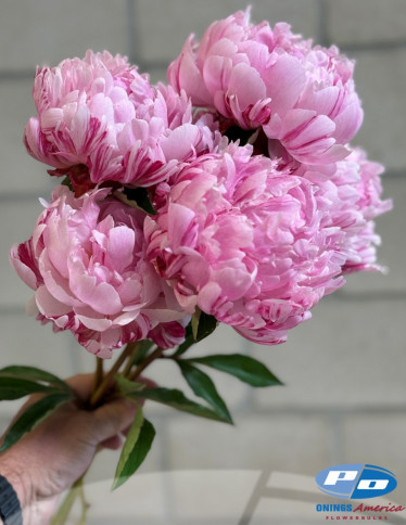 Peonies - Candy Stripe