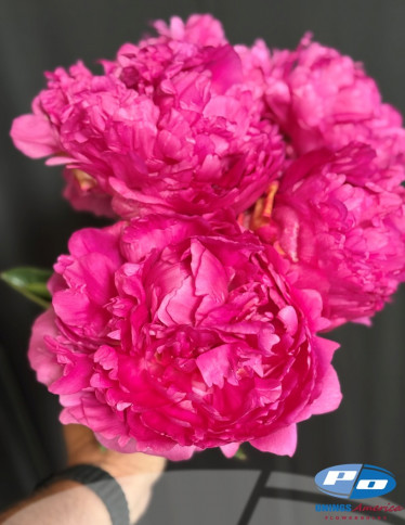 Peonies - Glory Hallelujah