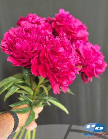 Peonies - Avis Varner
