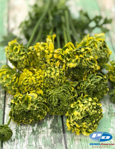 Cloni™ Ranunculus - Pon Pon Peter Pan