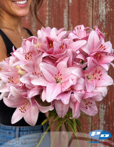 LxA Hybrid Lilies - Pigalle